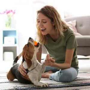 Young adolescent puppy learns important obedience skills while playing with his dog mom.