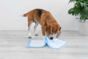 are pee pads a good idea