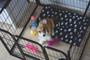 crate training